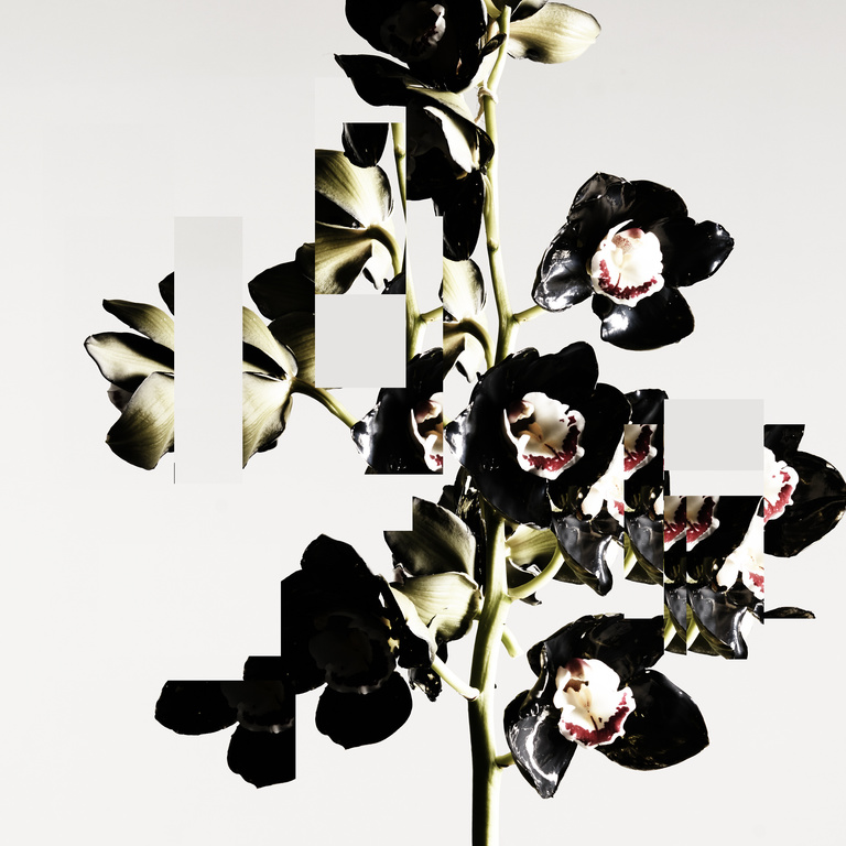 Laurent Seroussi - 03 - Fleur 2.jpg