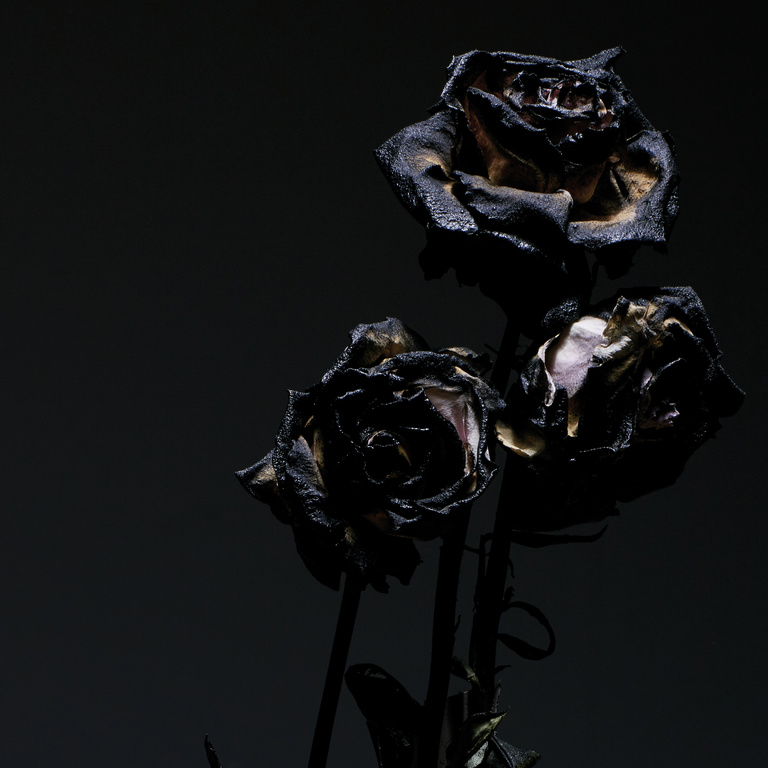 Laurent Seroussi - roses noires.jpg