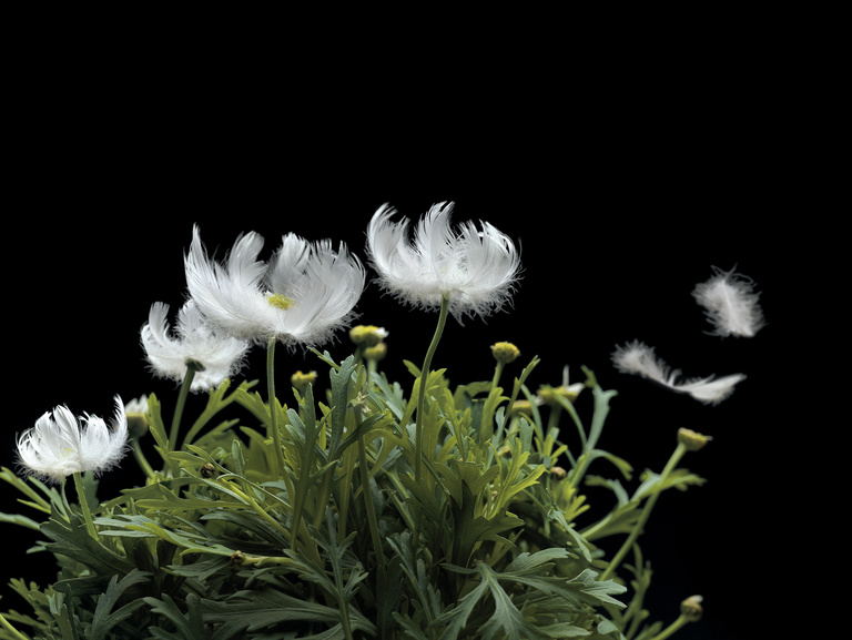 Laurent Seroussi - Marguerites SEROUSSI SITE.jpg