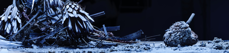 Laurent Seroussi - Fleurs fin du monde 1 large.jpg