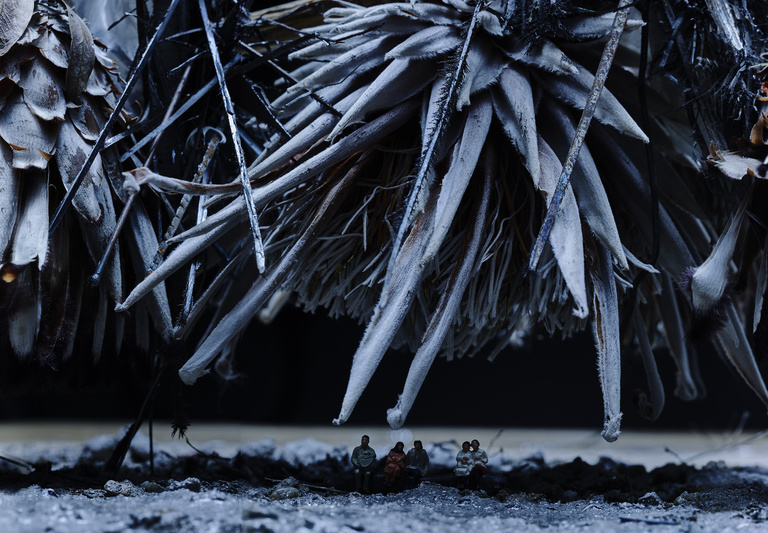 Laurent Seroussi - Fleurs fin du monde 2 close.jpg