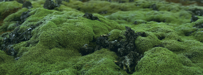 Laurent Seroussi - Mousse verte.jpg