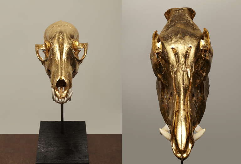 Laurent Seroussi - Pest 0001 C +renard.jpg