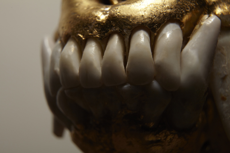 Laurent Seroussi - Pest#2C.jpg