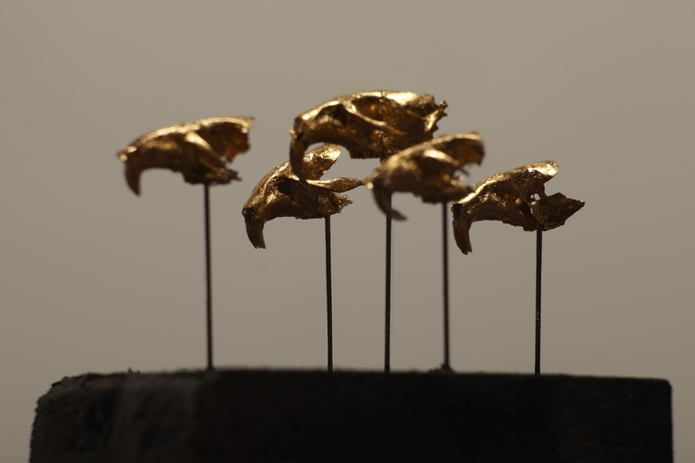 Laurent Seroussi - rongeurs 1.jpg