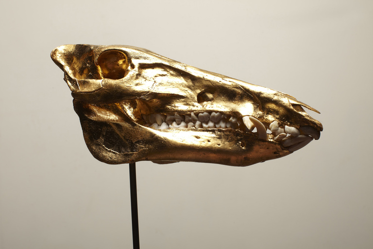 Laurent Seroussi - Sanglier 1.jpg